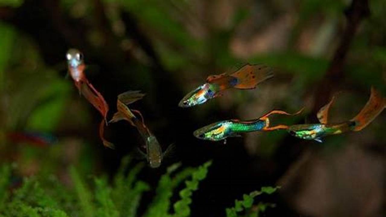 Rahasia Merawat Burayak Ikan Guppy, Dijamin Hidup Sehat!