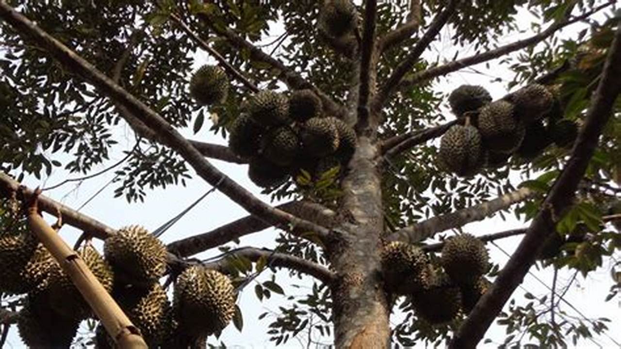 Cara Merawat Bunga Durian Agar Menjadi Buah