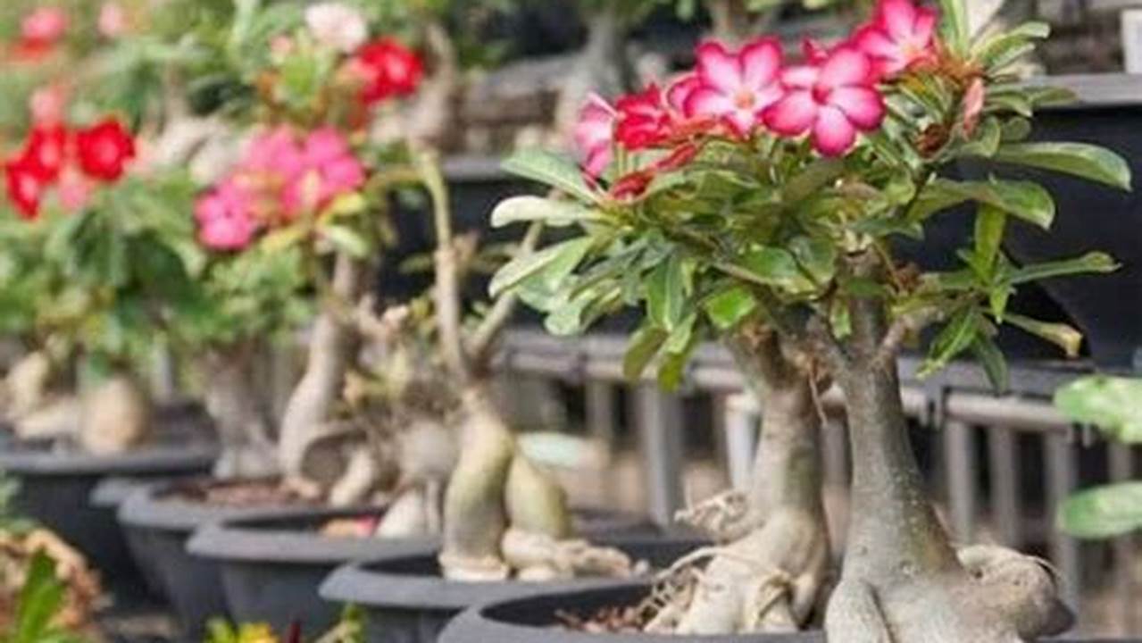 Cara Merawat Bunga Kamboja Agar Bercabang Banyak