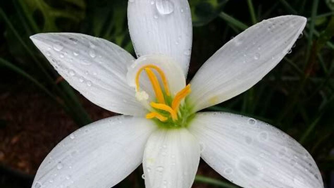 Cara Merawat Bunga Lili Hujan