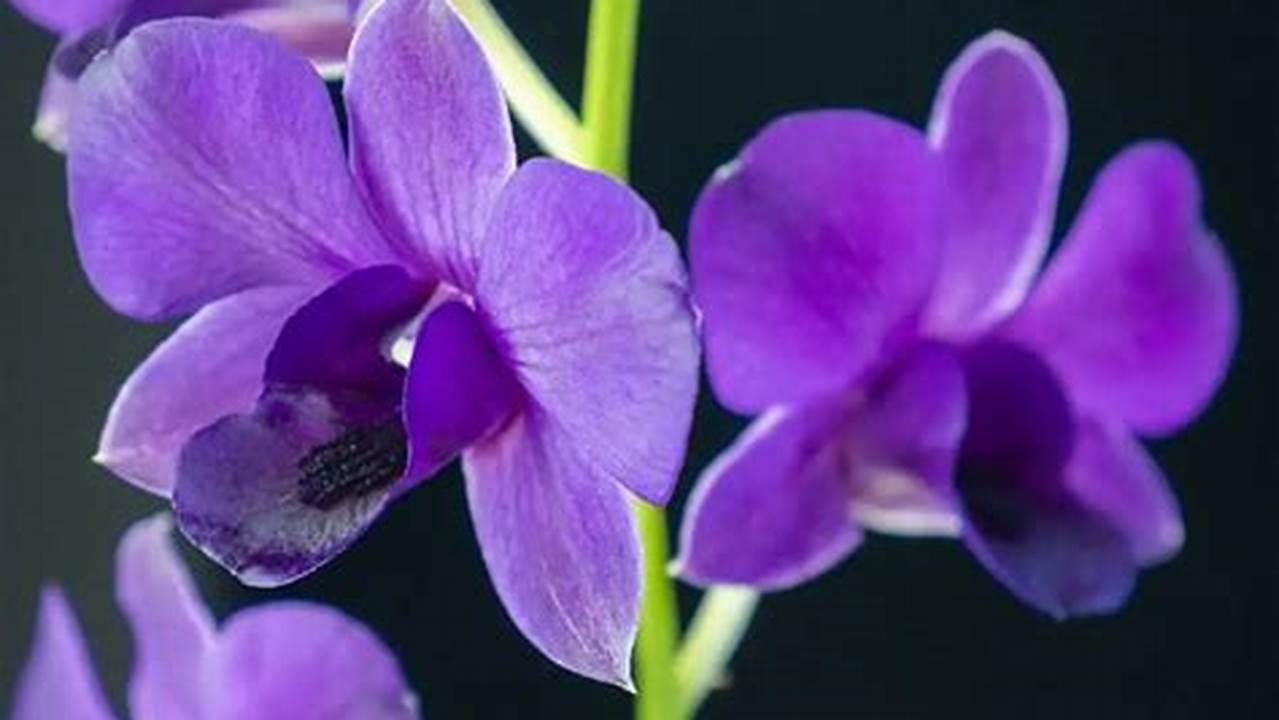 Cara Merawat Bunga Orchid