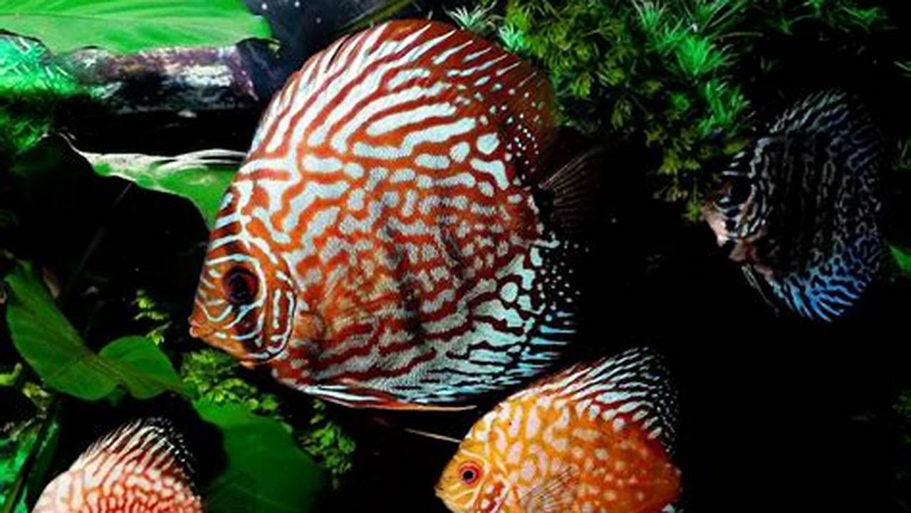 Rahasia Terungkap: Panduan Lengkap Merawat Ikan Discus untuk Pemula