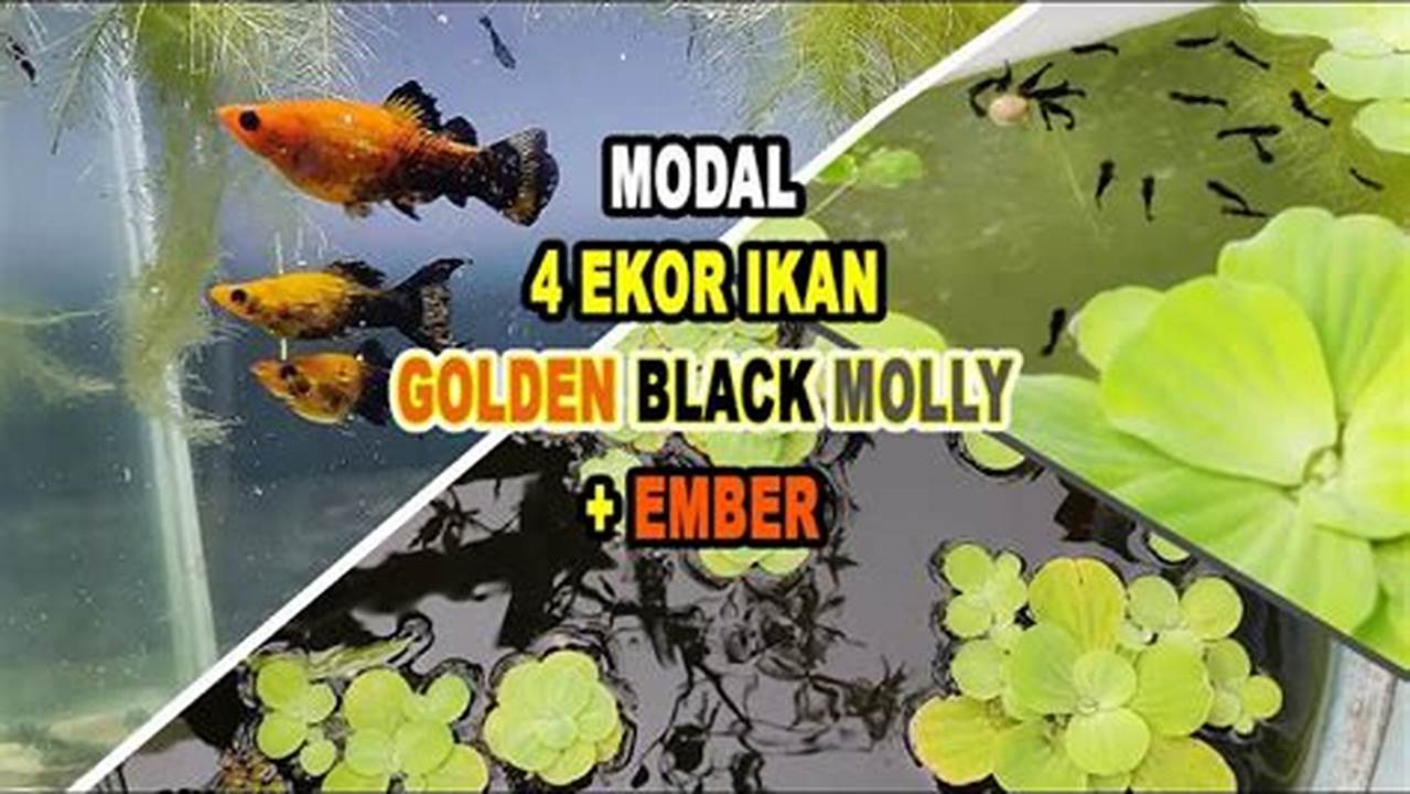 Rahasia Merawat Ikan Golden Molly Terungkap, Simak Penemuan Menakjubkan Ini!