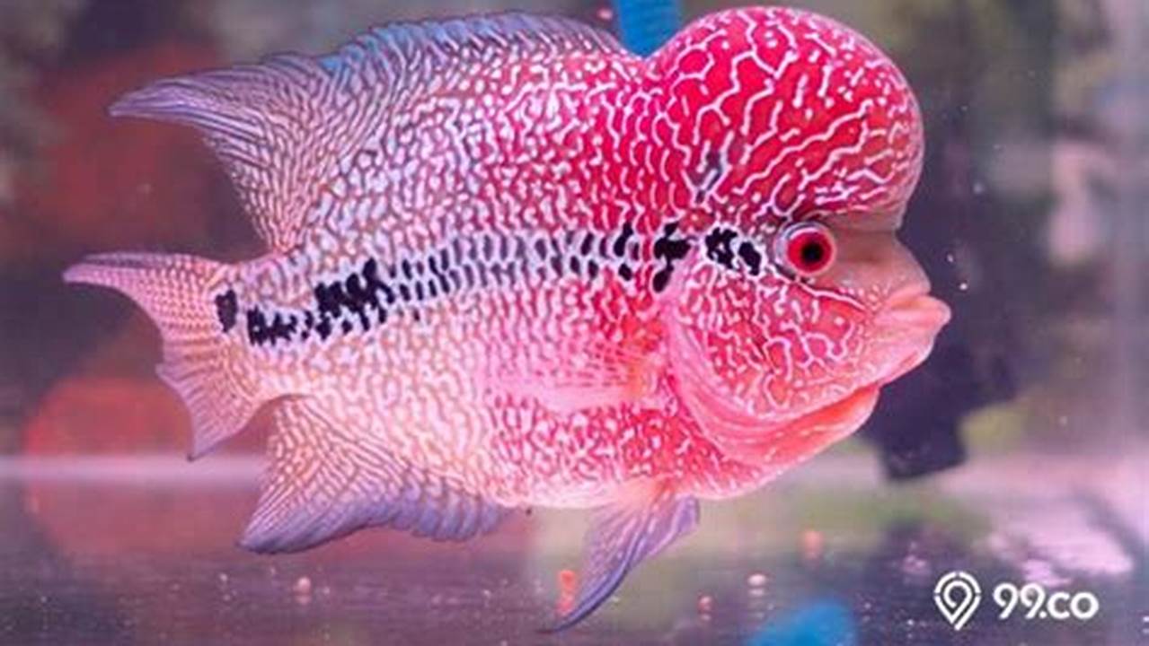 Rahasia Merawat Ikan Louhan Sehat dan Cantik: Panduan Komplet