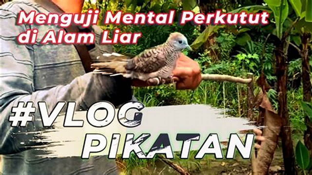 Cara Mudah Mikat Burung Perkutut Liar