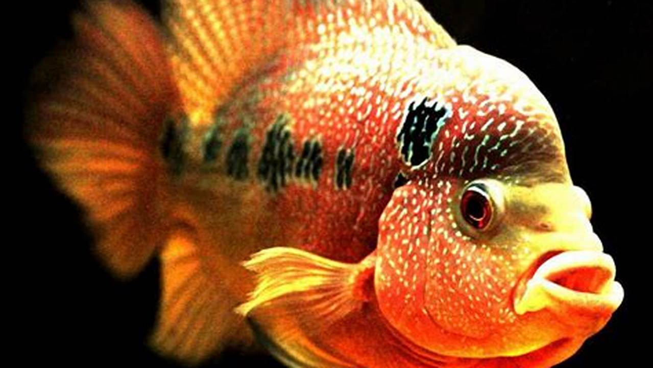 Rahasia Perawatan Ikan Louhan yang Bikin Louhanmu Sehat dan Cantik!