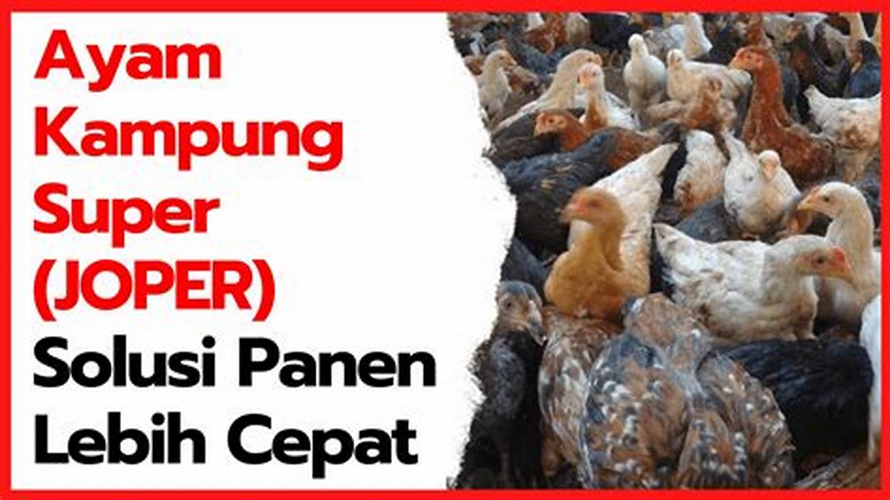 Panduan Lengkap: Cara Ternak Ayam Pedaging Cepat Besar