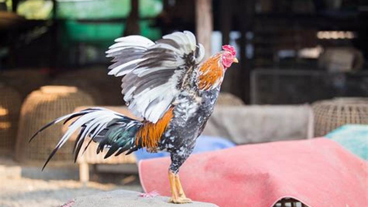 Panduan Membeternak Ayam Bangkok Sukses