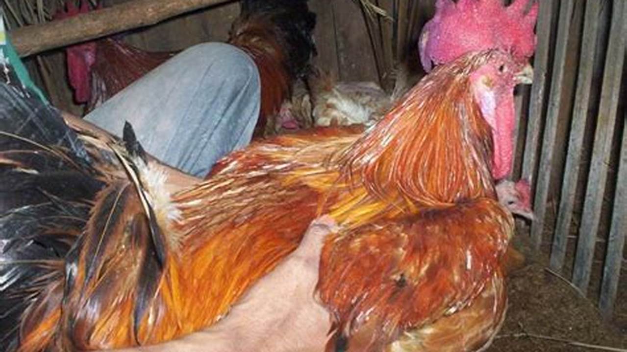 Panduan Lengkap Cara Ternak Ayam Jawa Super