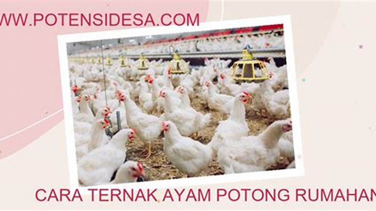Rahasia Sukses Beternak Ayam Potong Rumahan untuk Pemula