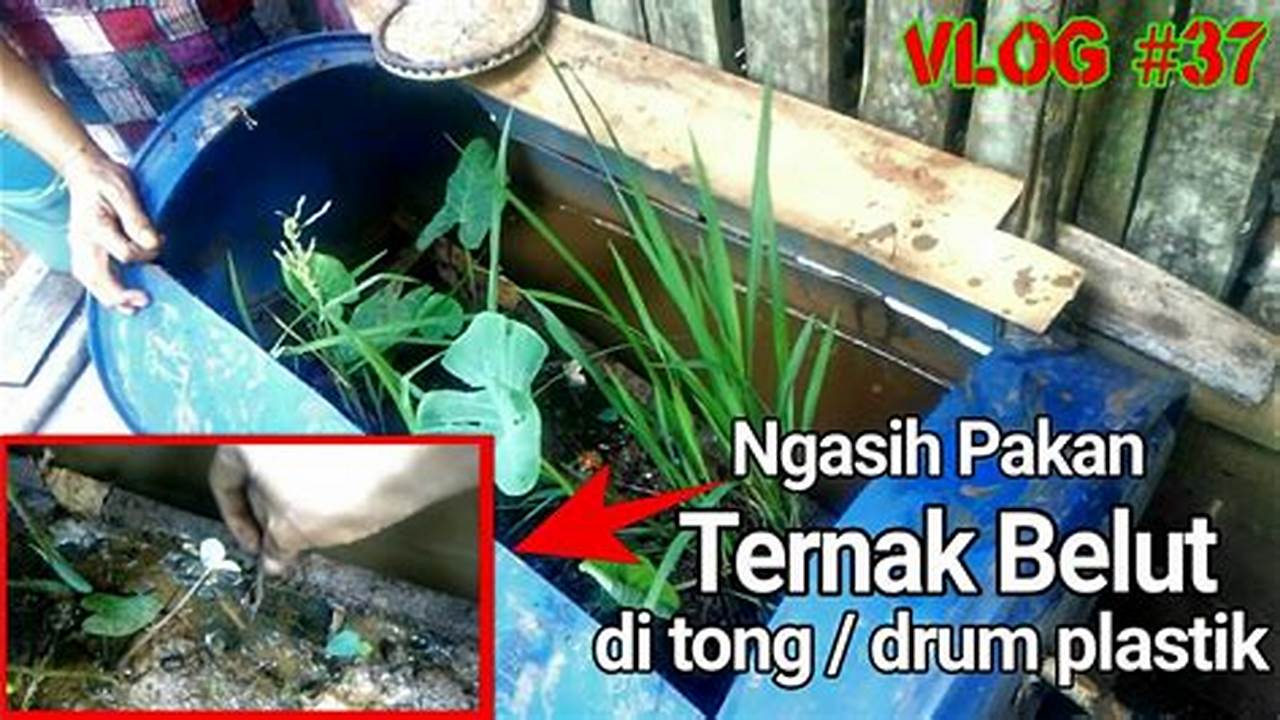 Panduan Lengkap Cara Beternak Belut dalam Tong Plastik