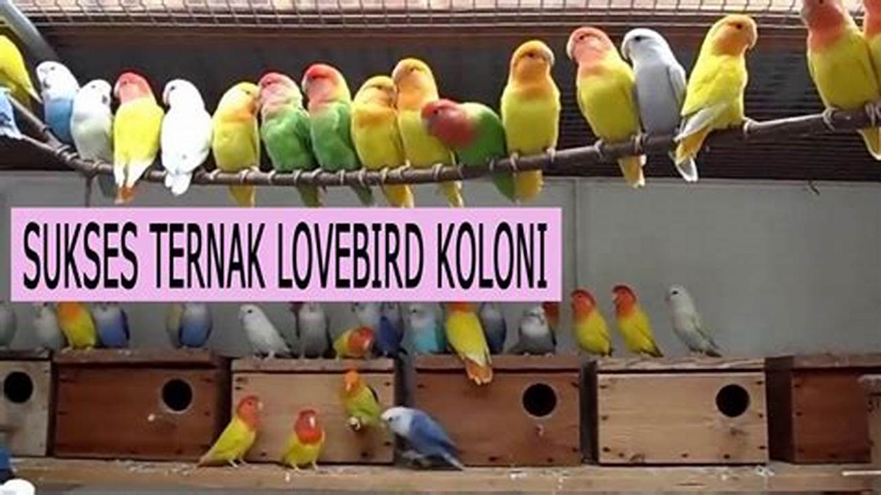 Panduan Lengkap Beternak Burung Lovebird Koloni