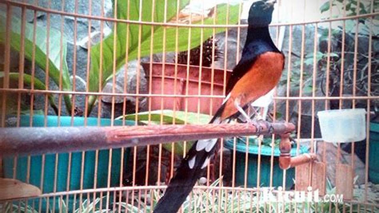 Panduan Lengkap Cara Ternak Burung Murai untuk Pemula