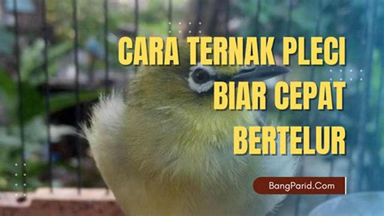 Panduan Lengkap: Cara Ternak Burung Pleci bagi Pemula