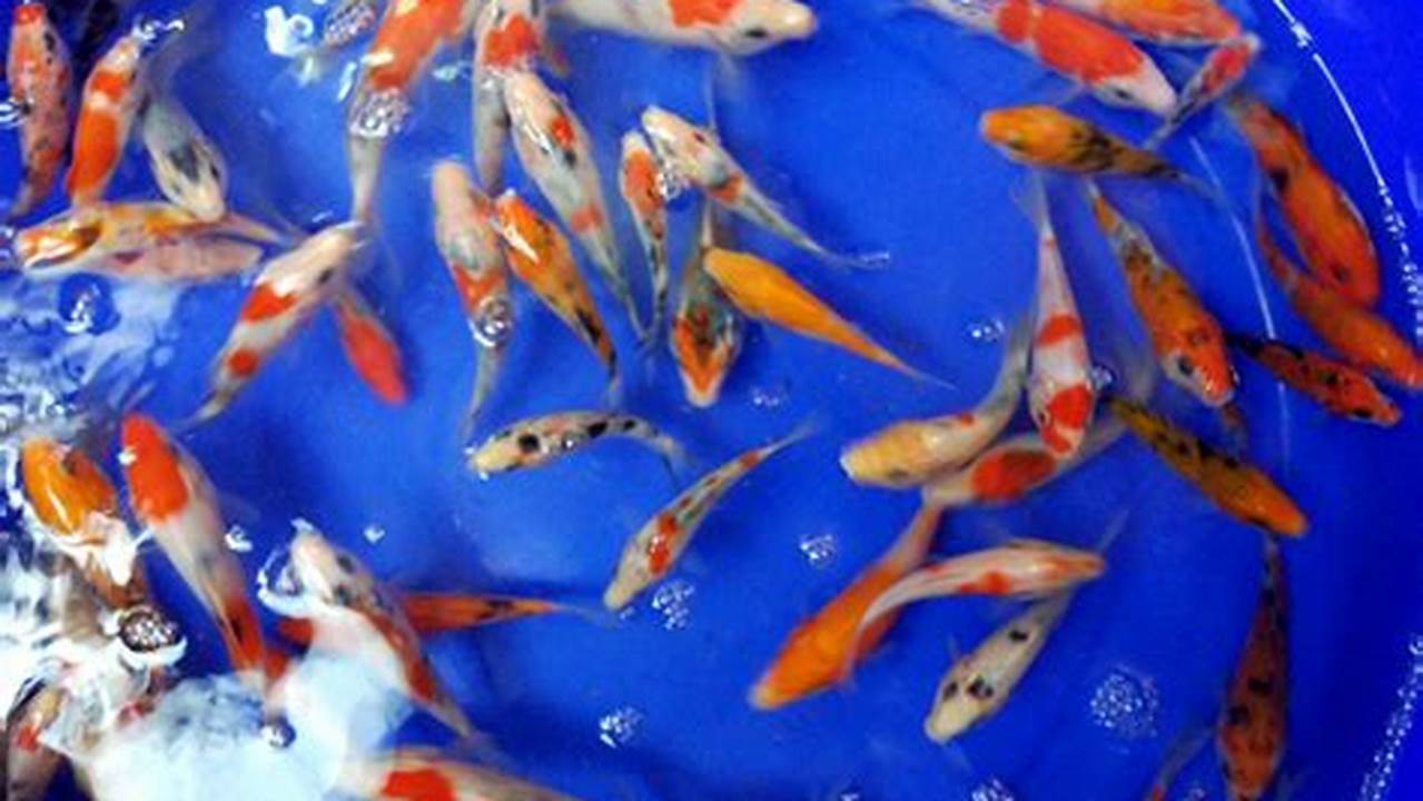 Panduan Lengkap Cara Beternak Ikan Koi bagi Pemula