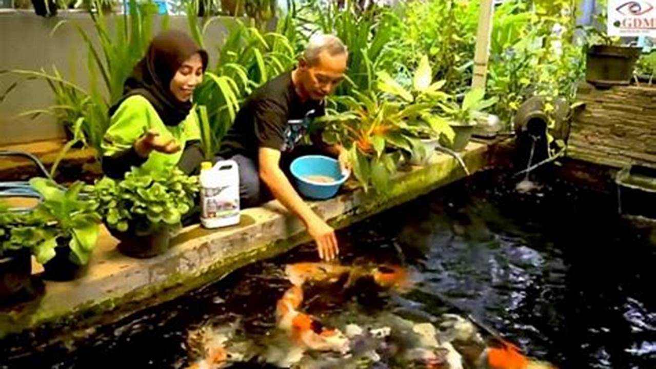Panduan Lengkap: Cara Beternak Ikan Koi di Kolam Kecil