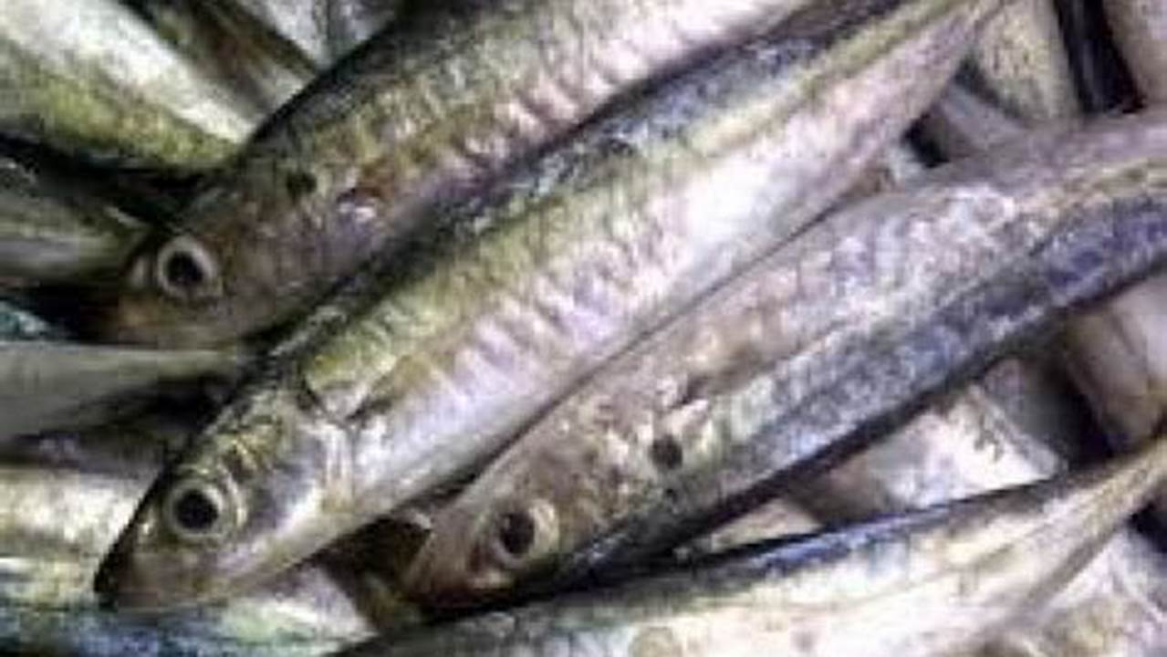 Panduan Lengkap: Cara Ternak Ikan Layang-Layang untuk Pemula