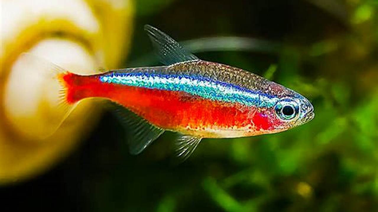 Cara Mudah dan Efektif Ternak Ikan Neon di Akuarium