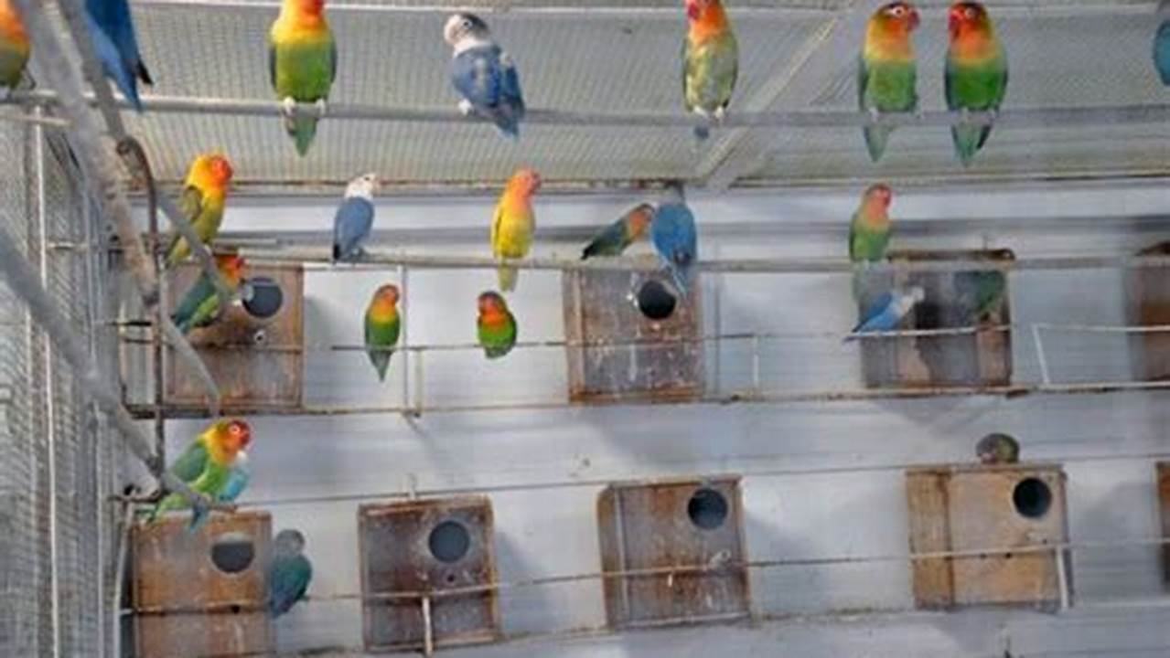 Panduan Lengkap: Cara Ternak Lovebird dalam Kamar dengan Mudah