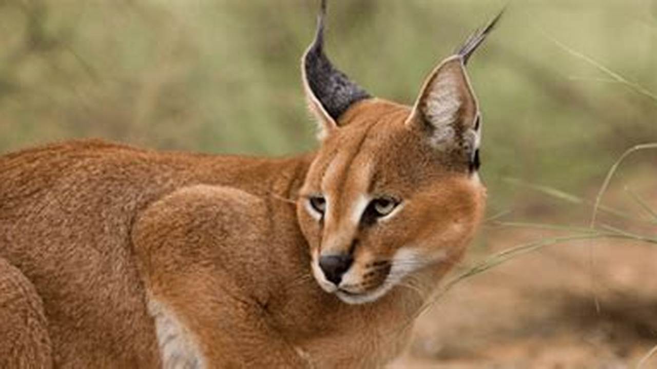 Caracals as Exotic Pets: All You Need to Know