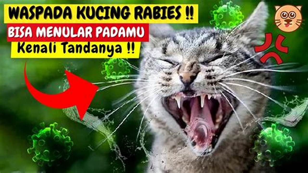 Ciri-ciri Kucing Rabies: Kenali Sebelum Terlambat