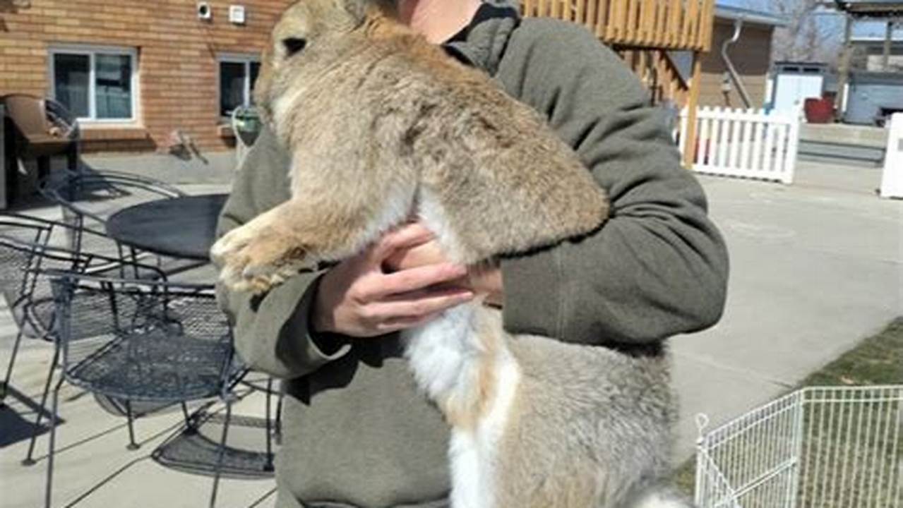 Continental Giant Rabbit For Sale Near Me