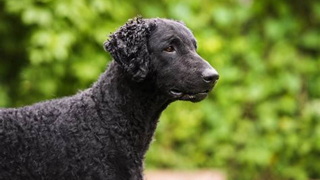 Unleashing the Curly Retriever's Endearing Charm and Exceptional Abilities
