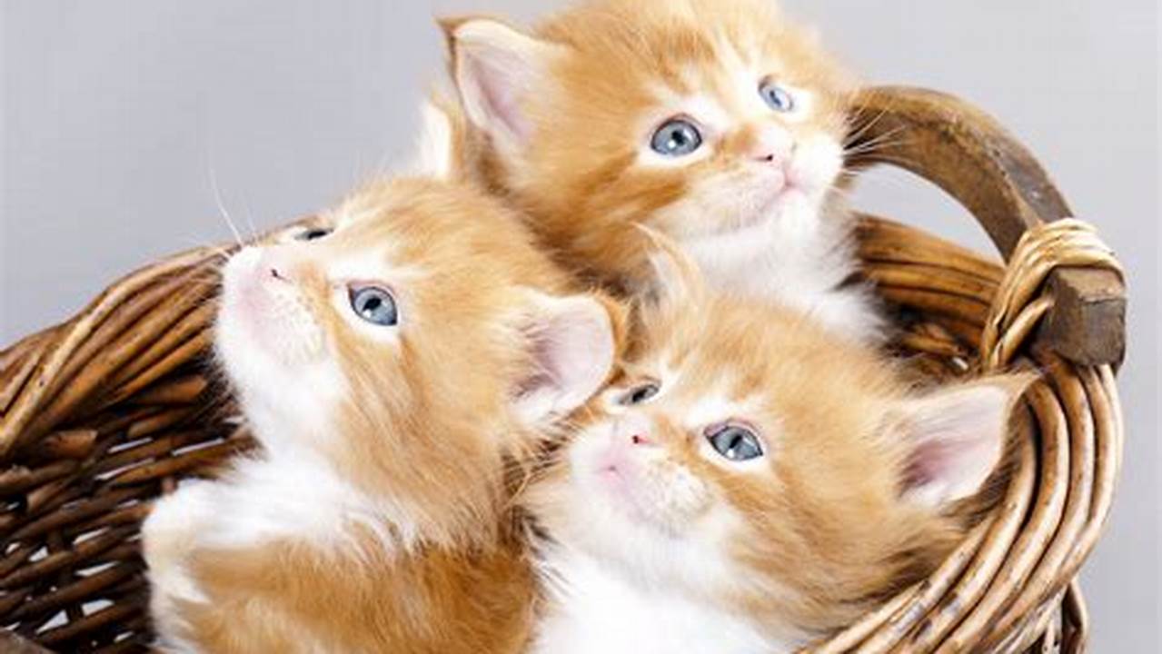 The Cutest Cat Breeds: A Guide to the World's Most Adorable Felines