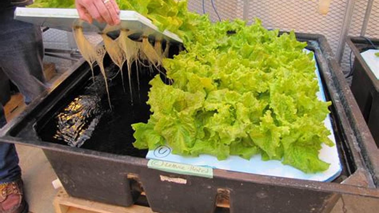 Unveiling the Secrets of DIY Hydroponic Farming: A Homegrown Revolution