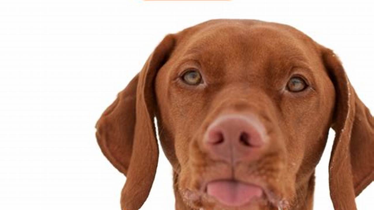 Dog Foaming at Mouth: Causes and What to Do