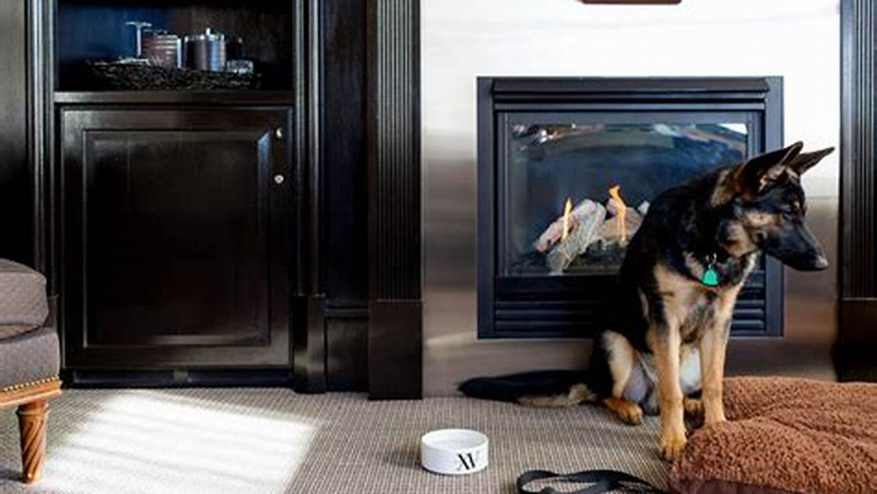 Unveiling 10+ Dog-Friendly Hotels in NYC: A Tail-Wagging Guide for Pet-Loving Travelers