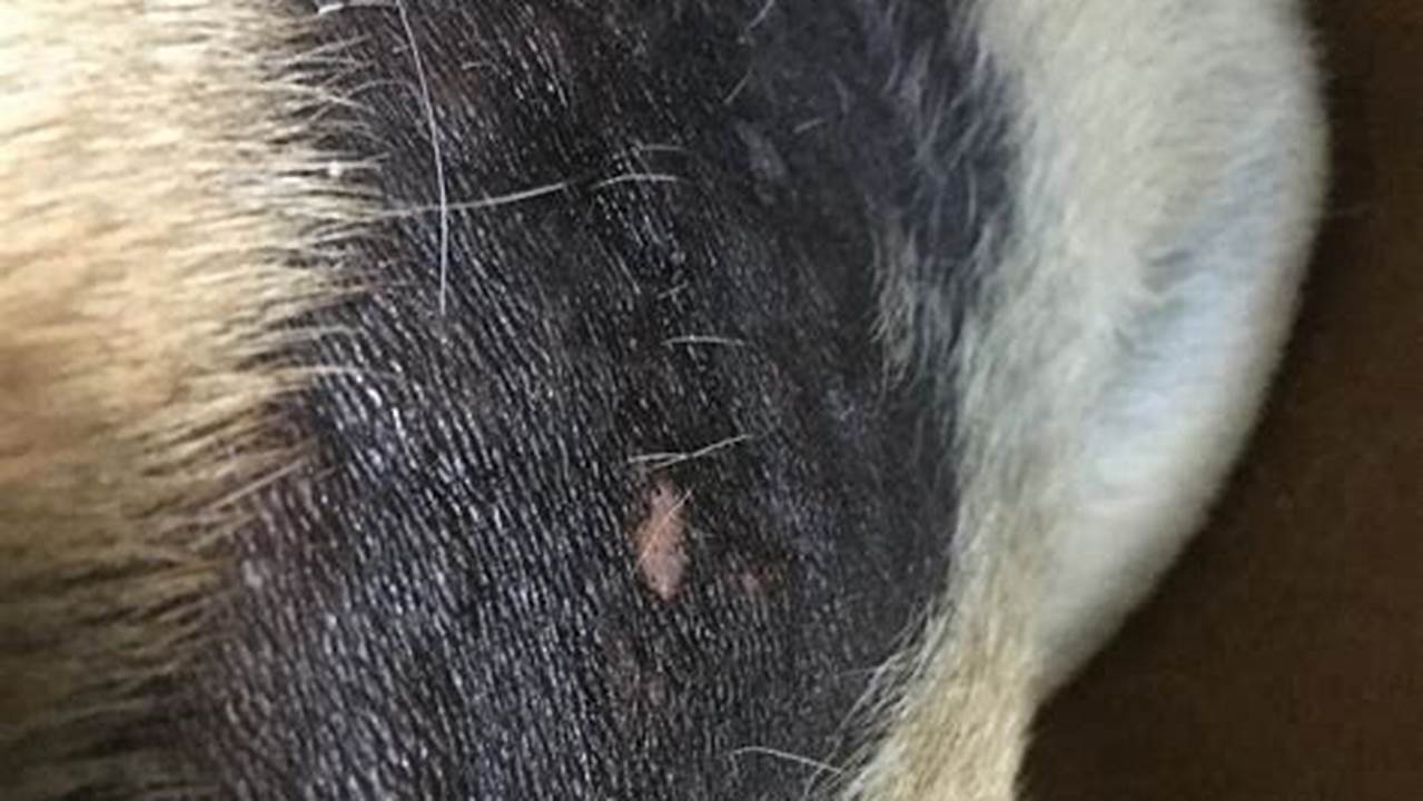 Unveiling the Causes and Solutions for Black Spots and Hair Loss in Dogs