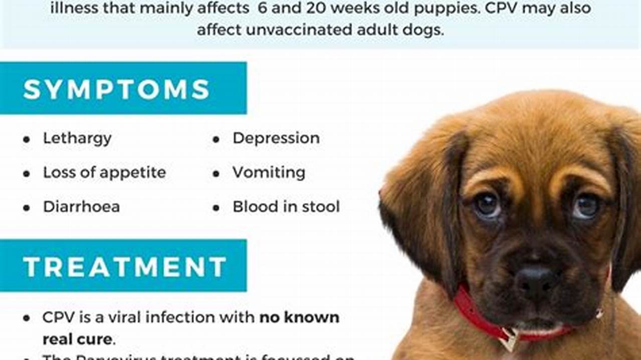 Canine Parvovirus: Identifying Symptoms and Ensuring Canine Health