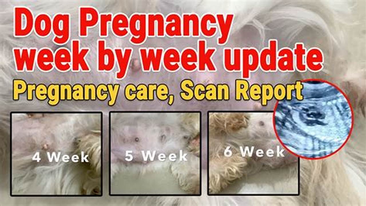 Dog Pregnancy Signs: A Comprehensive Guide