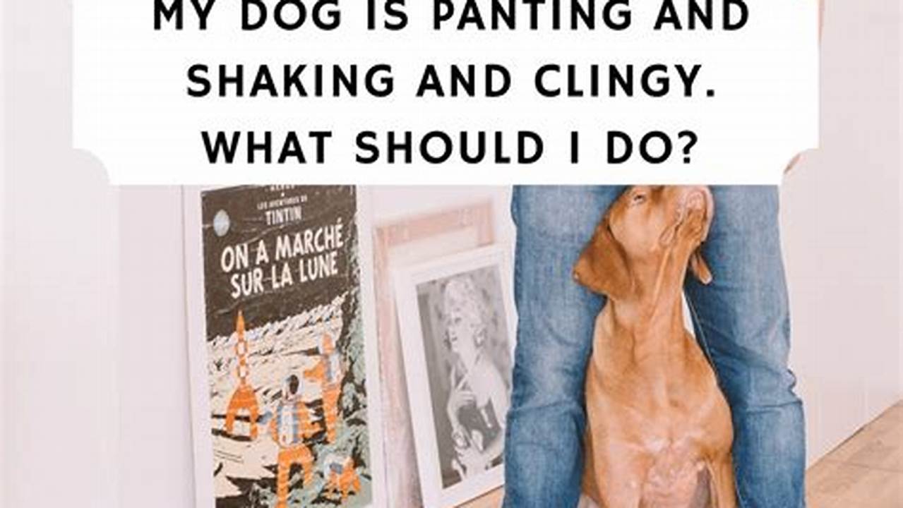 Why Do Dogs Shiver and Pant: A Comprehensive Guide for Pet Owners