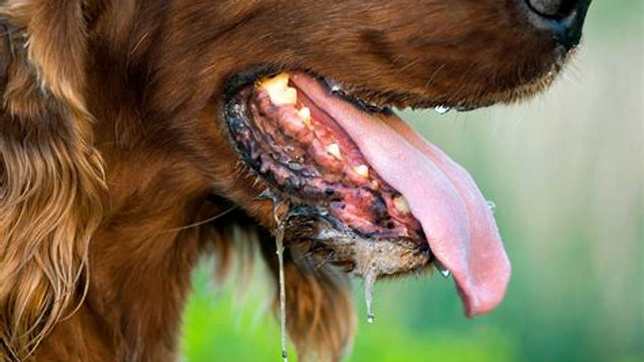 How to Tame the Drool: Managing Excessive Salivation in Dogs