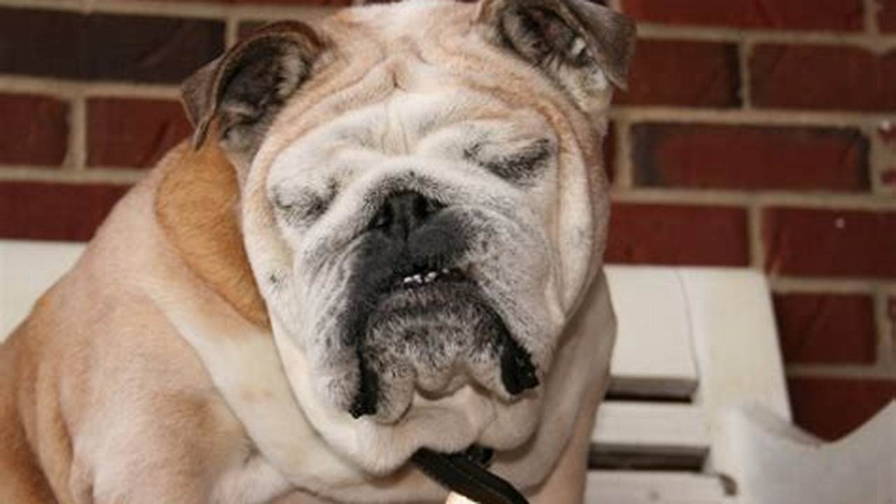 English Bulldog Health Issues: A Comprehensive Guide for Pet Owners