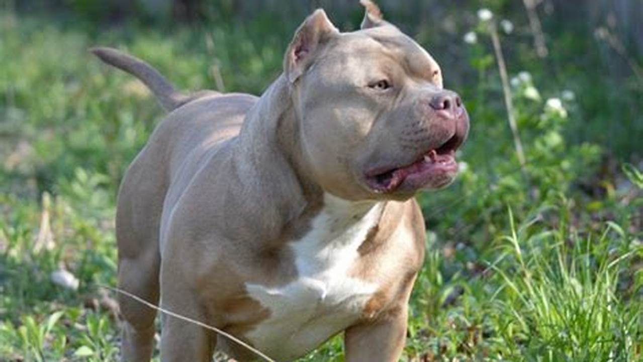 Unveiling the FCI American Bully: Discoveries and Insights