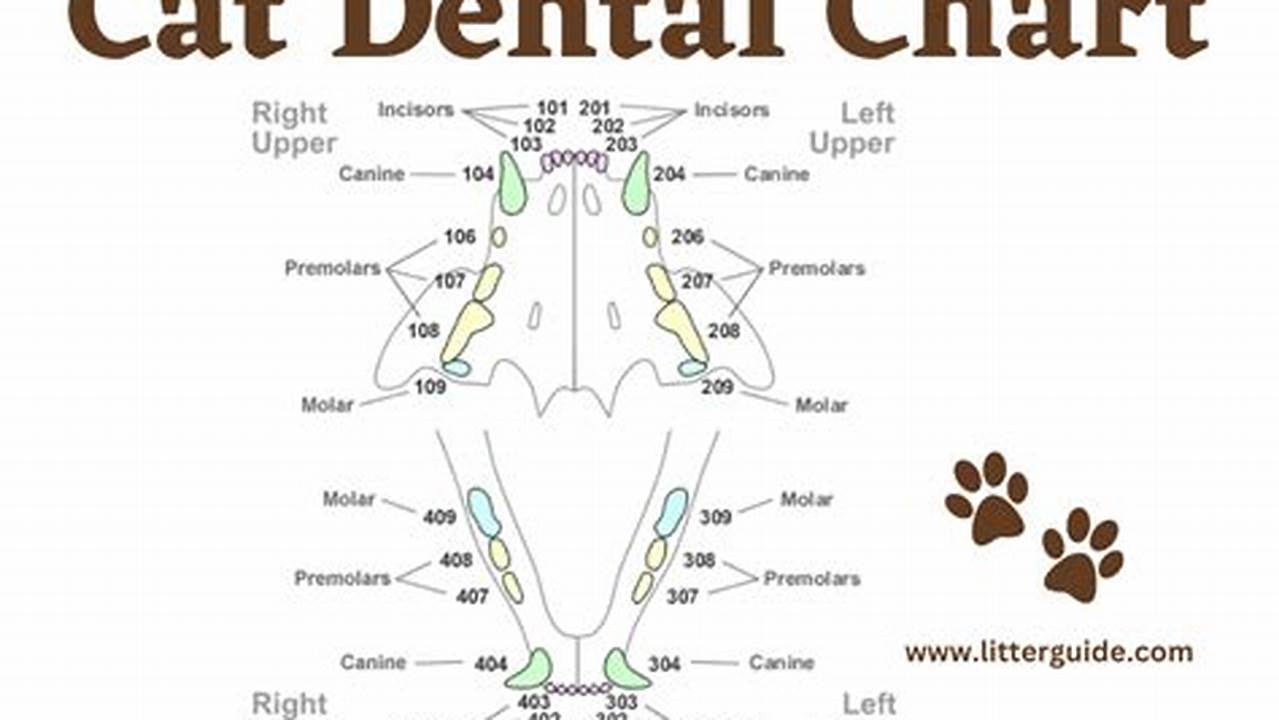 Feline Dental Chart
