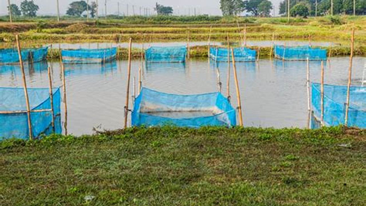 Unveiling the Secrets of Fish Farming: A Journey of Discovery and Innovation