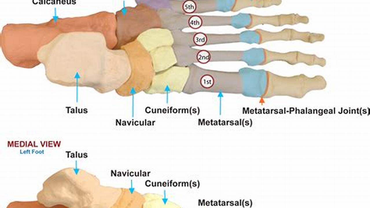 Foot Base: A Guide to Foot Maintenance