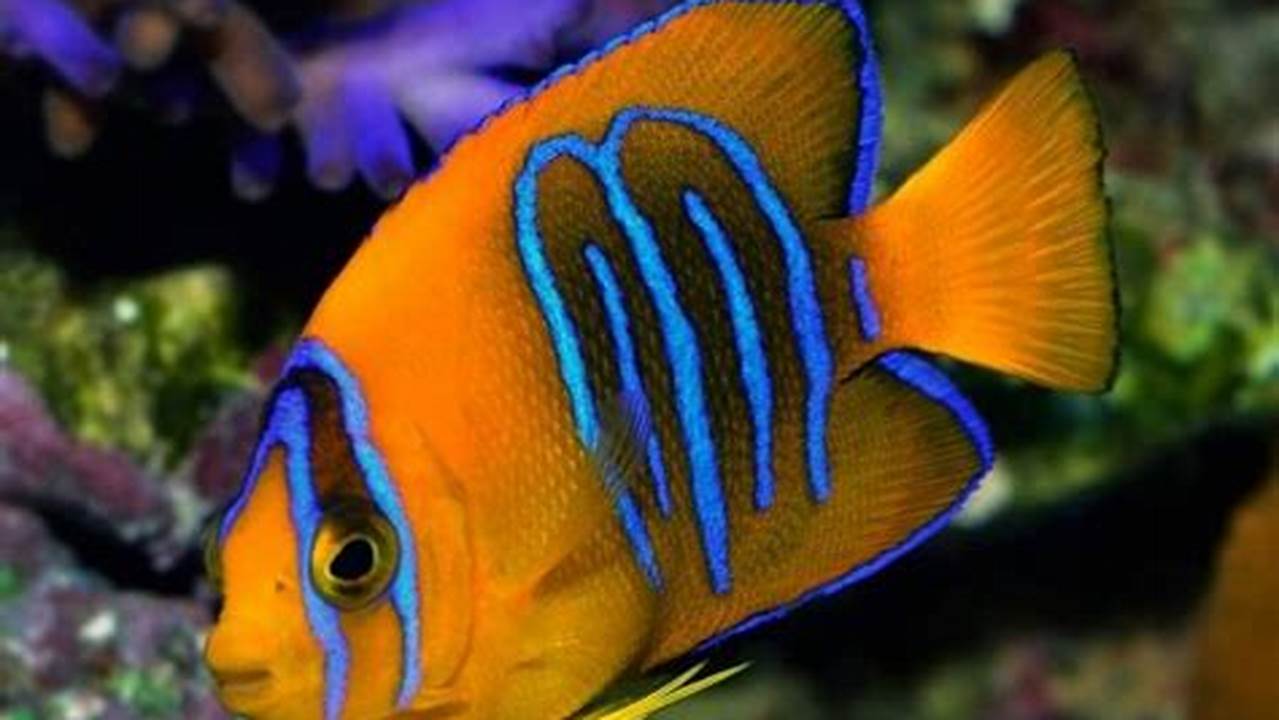 Cara Jitu Foto Ikan Hias yang Menawan
