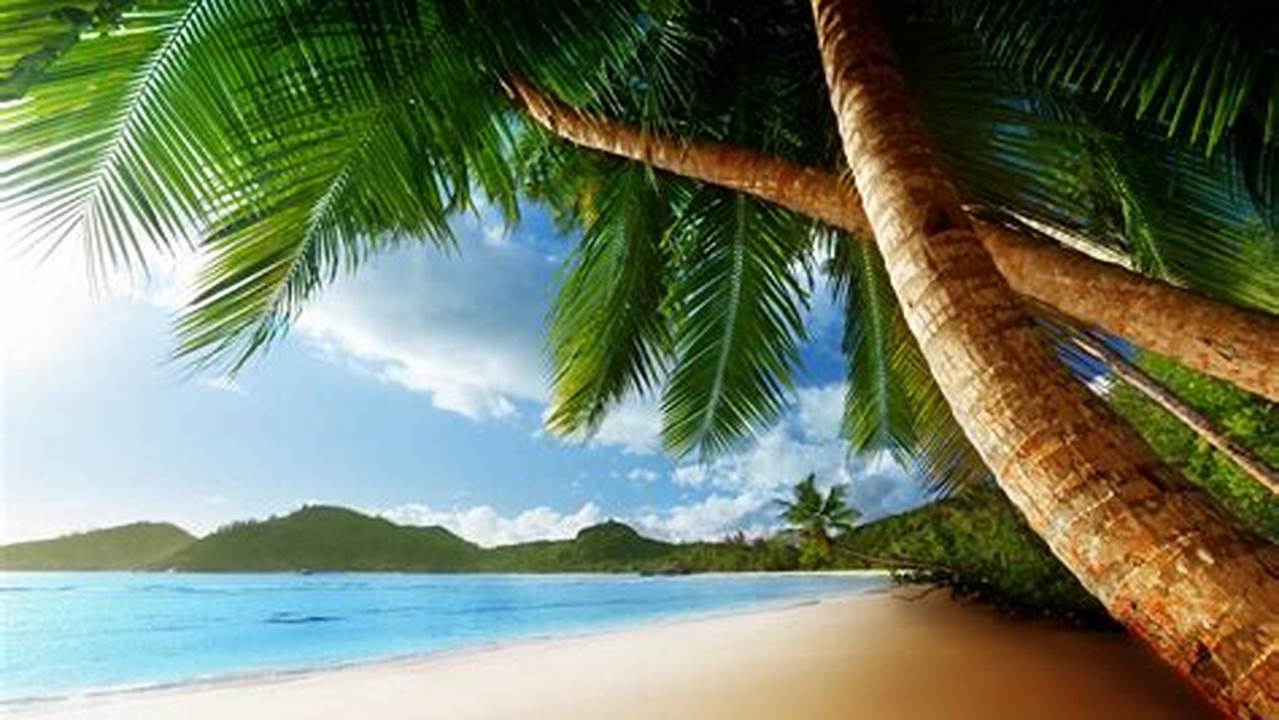Discover the Enchanting World of Free Palm Tree Beach Pictures