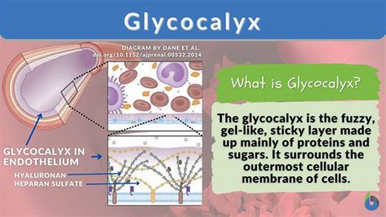 Functions Of The Glycocalyx Include All Of The Following Except