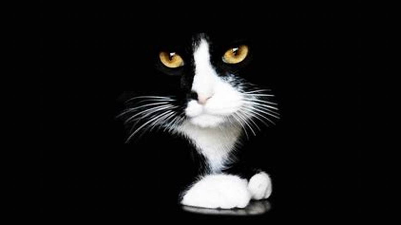 Gambar Keren Kucing yang Bikin Gemas Pecinta Kucing