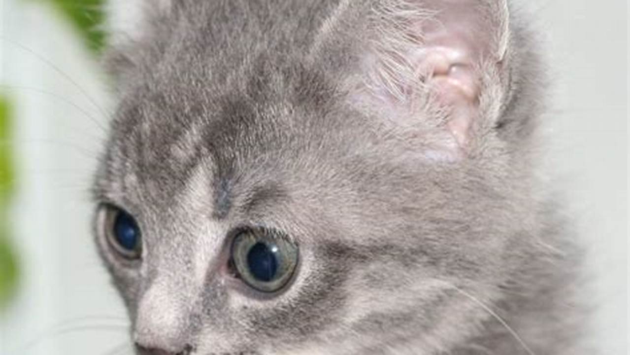Grey Kittens: Your Guide to Caring for These Enchanting Felines