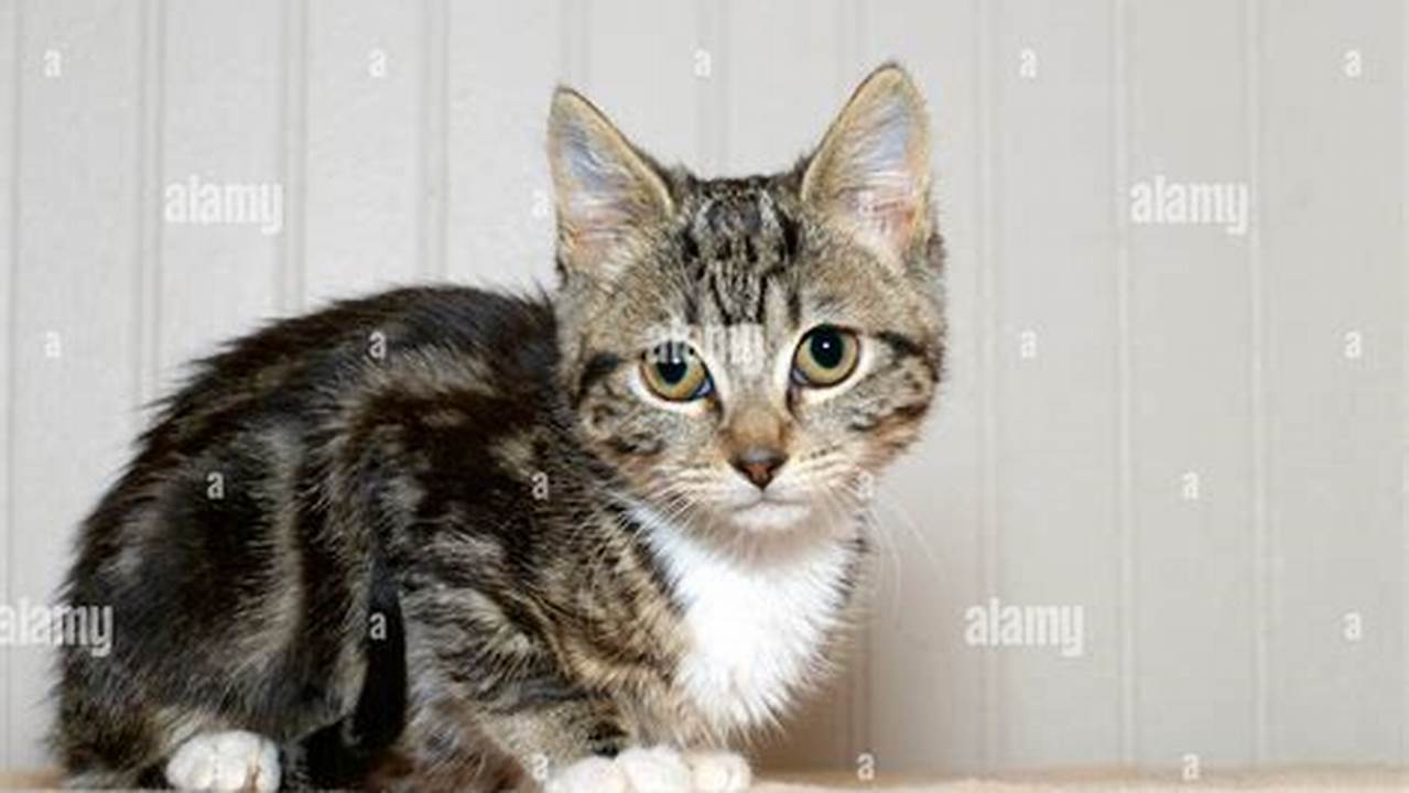 Discover the Enchanting World of Grey Tabby Cats with White Paws and Chest