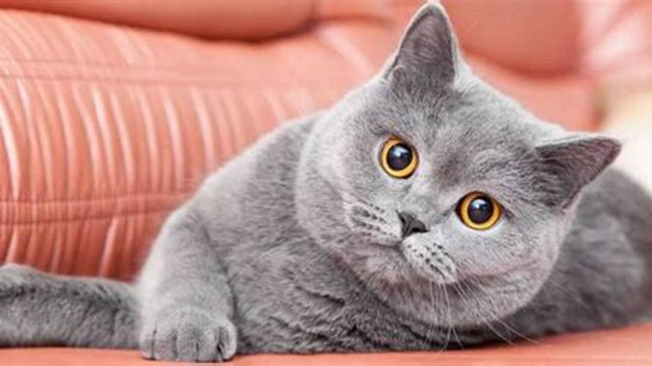 Harga Kucing British: Panduan Lengkap untuk Penghobi Kucing