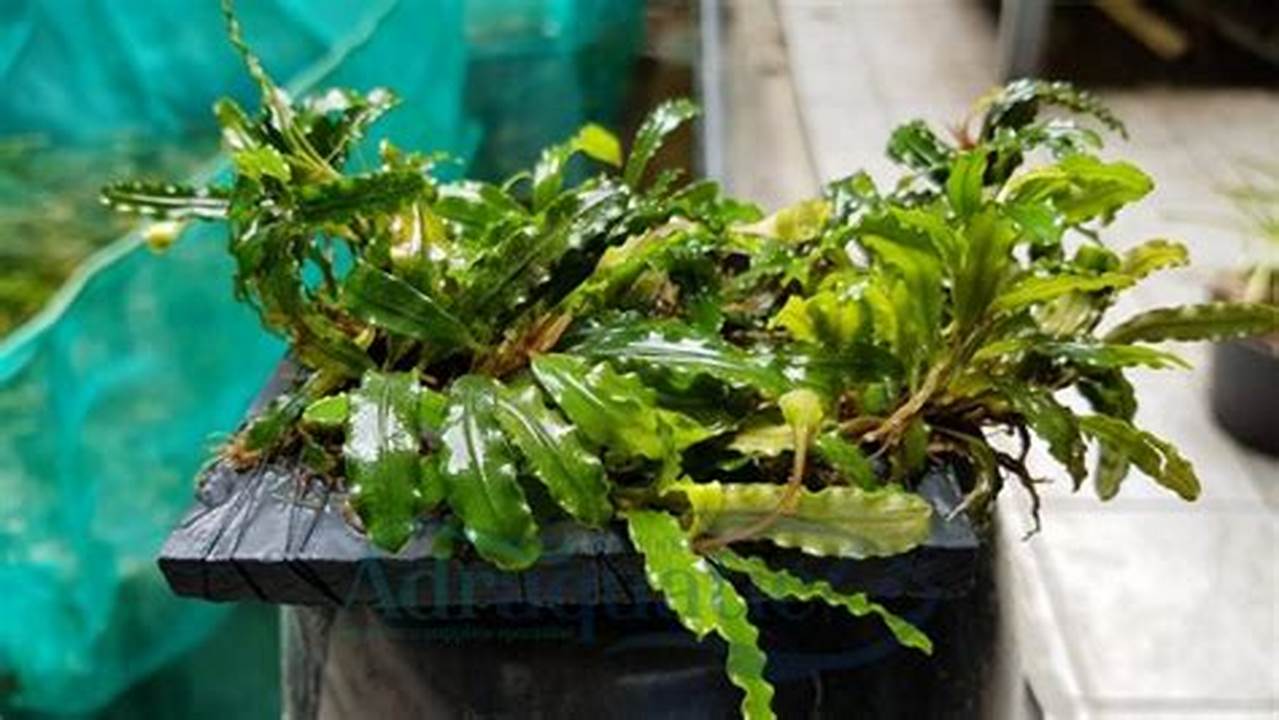 Harga Tanaman Bucephalandra: Temukan Rahasia Harga Terbaik