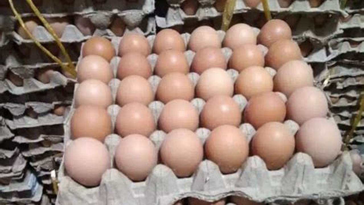 Temukan Rahasia Harga Telur Ayam per Kilo yang Mencengangkan